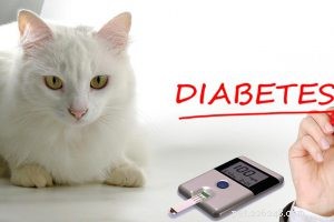 Professional Cat Grooming Guide: Expert Tips for a Happy, Healthy Pet