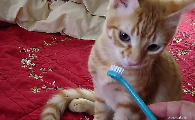 Professional Cat Grooming Guide: Expert Tips for a Happy, Healthy Pet