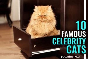 The Ultimate Guide to Persian Cats: Breed Facts, Care, and Personality