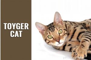 The Ultimate Guide to Persian Cats: Breed Facts, Care, and Personality
