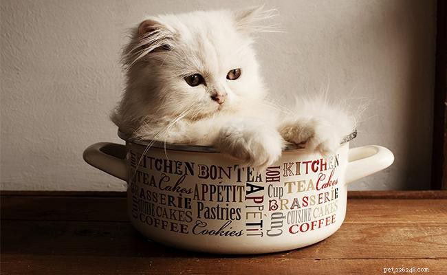 The Ultimate Guide to Persian Cats: Breed Facts, Care, and Personality
