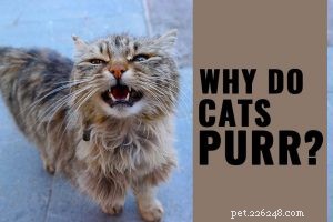 Ocicat – Smart, Friendly Cat Breed Guide