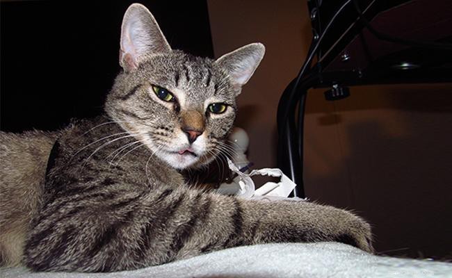 Ocicat – Smart, Friendly Cat Breed Guide
