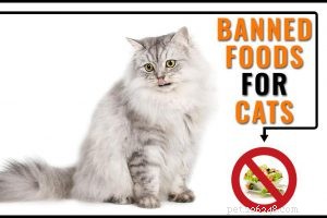 Ocicat – Smart, Friendly Cat Breed Guide