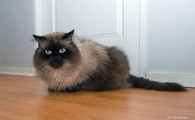 Himalayan Cat: Breed Profile, Temperament & Care
