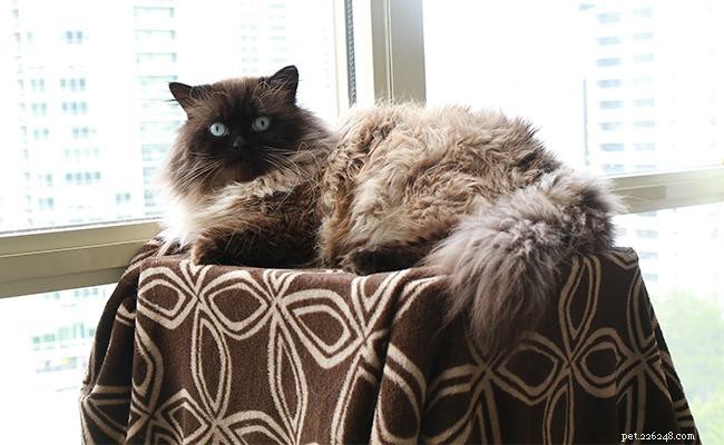 Himalayan Cat: Breed Profile, Temperament & Care