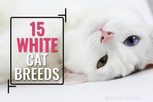 Himalayan Cat: Breed Profile, Temperament & Care