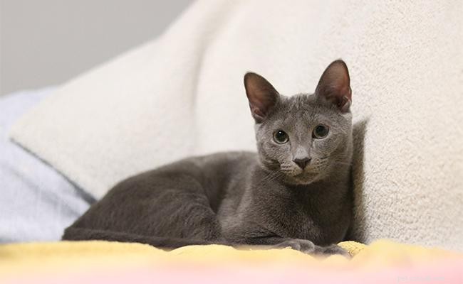 Russian Blue Cat: Characteristics, Personality, and Care Guide