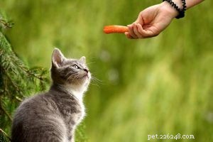 Russian Blue Cat: Characteristics, Personality, and Care Guide