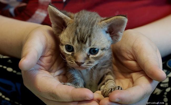 Devon Rex Cat: Comprehensive Breed Profile & Personality Traits