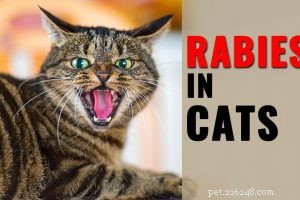 Genetta Cat (Dwarf Cat): The Comprehensive Breed Guide