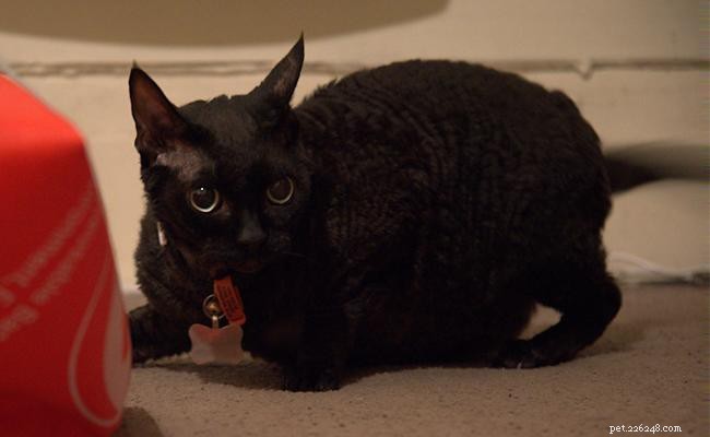Devon Rex Cat: Comprehensive Breed Profile & Personality Traits