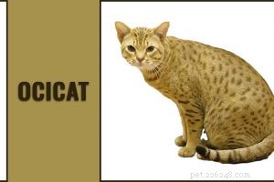 Devon Rex Cat: Comprehensive Breed Profile & Personality Traits