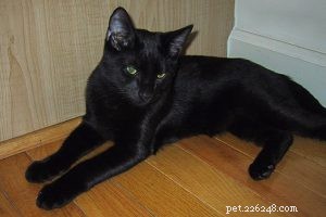 The Anatolian Cat: Comprehensive Breed Profile & Care Guide