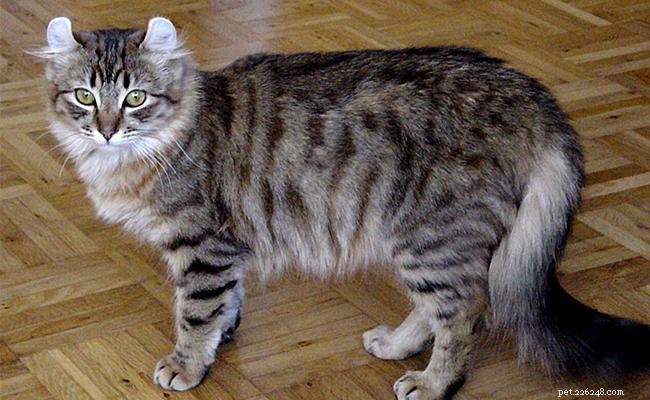 American Curl Cats: Characteristics, Origin, and Loving Personality