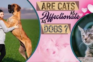 The Anatolian Cat: Comprehensive Breed Profile & Care Guide