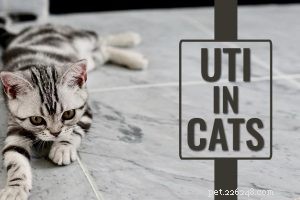 American Curl Cats: Characteristics, Origin, and Loving Personality