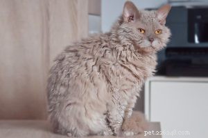 American Curl Cats: Characteristics, Origin, and Loving Personality