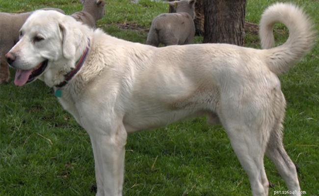 Akbash Dog Breed Profile: Origin, Size, Temperament & Care