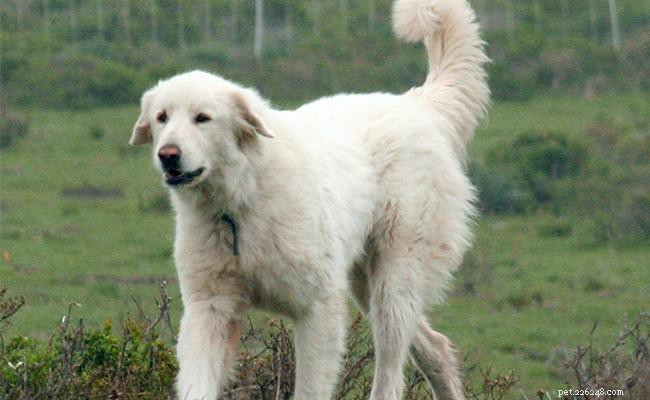Akbash Dog Breed Profile: Origin, Size, Temperament & Care