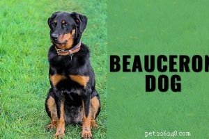 Akbash Dog Breed Profile: Origin, Size, Temperament & Care
