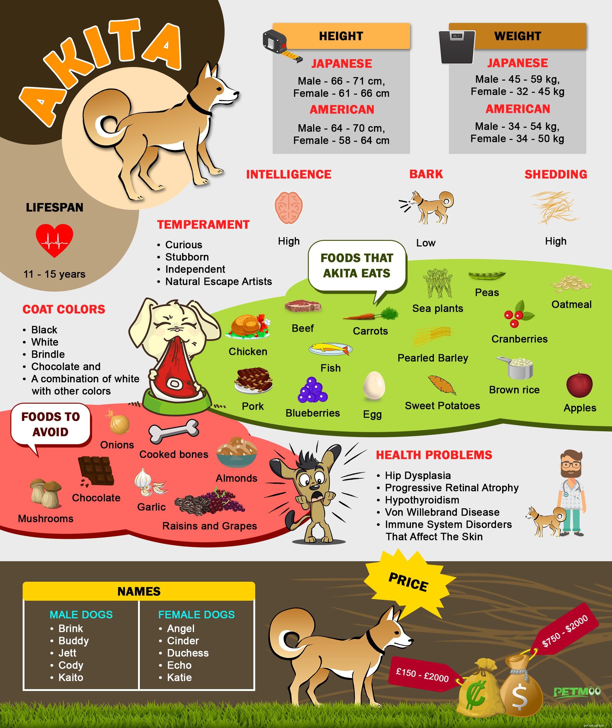 Akita Puppy Guide: Breed Traits, History & Care Tips