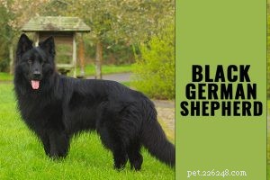 Akita Puppy Guide: Breed Traits, History & Care Tips