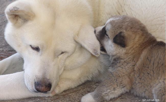 Akita Puppy Guide: Breed Traits, History & Care Tips