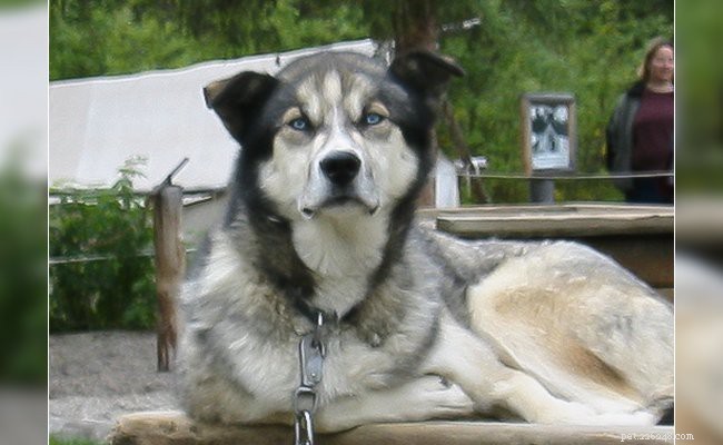 Alaskan Husky: Size, Lifespan, Health & Training Insights