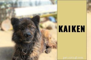 Alaskan Husky: Size, Lifespan, Health & Training Insights