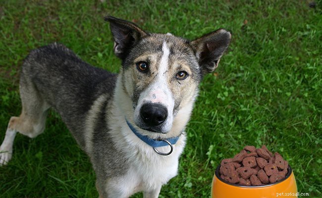 Alaskan Husky: Size, Lifespan, Health & Training Insights