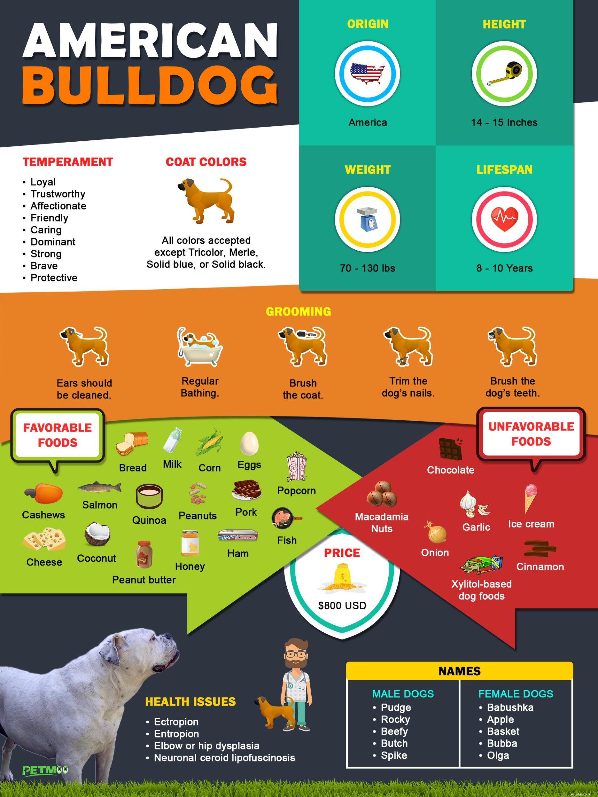 American Bulldog: Breed Overview, Temperament & Care