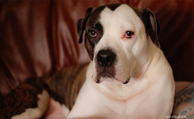 American Bulldog: Breed Overview, Temperament & Care