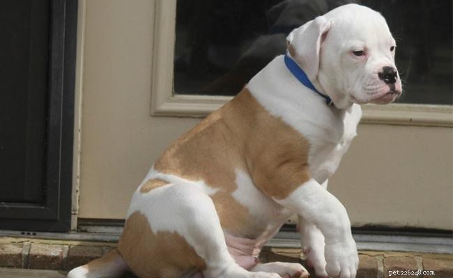 American Bulldog: Breed Overview, Temperament & Care