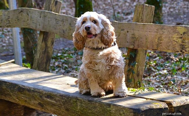 American Cocker Spaniel: Comprehensive Breed Profile & Nutrition Guide