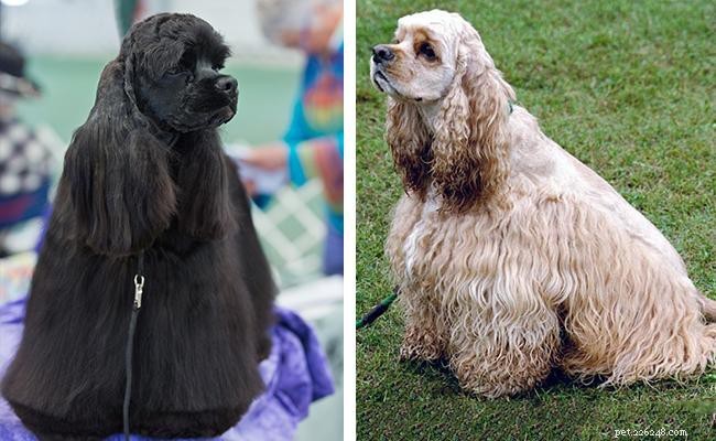 American Cocker Spaniel: Comprehensive Breed Profile & Nutrition Guide