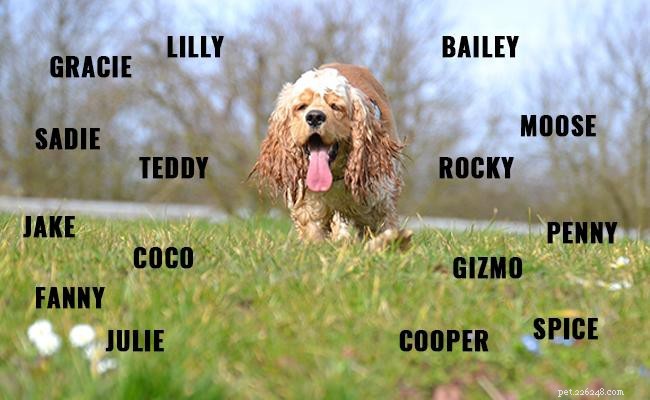 American Cocker Spaniel: Comprehensive Breed Profile & Nutrition Guide