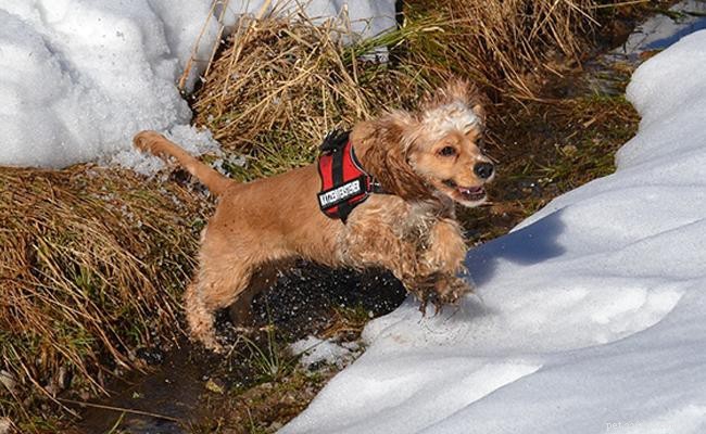 American Cocker Spaniel: Comprehensive Breed Profile & Nutrition Guide