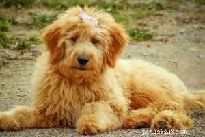 American Cocker Spaniel: Comprehensive Breed Profile & Nutrition Guide