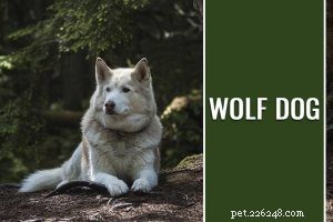 American Foxhound: A Trusted Hunting Companion – Breed Facts & History