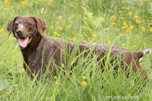 American Foxhound: A Trusted Hunting Companion – Breed Facts & History