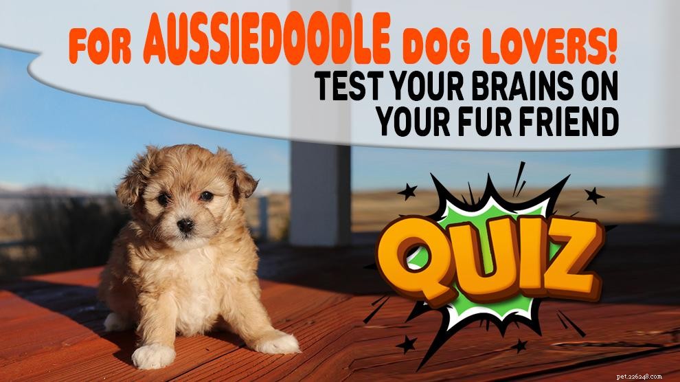 American Pitbull Terrier: Comprehensive Breed Guide & Temperament Profile