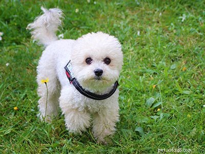 Aussiedoodle: Comprehensive Breed Guide, Traits & Care