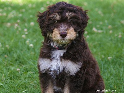 Aussiedoodle: Comprehensive Breed Guide, Traits & Care