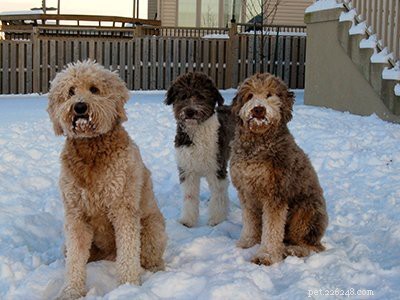Aussiedoodle: Comprehensive Breed Guide, Traits & Care