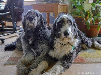 Aussiedoodle: Comprehensive Breed Guide, Traits & Care