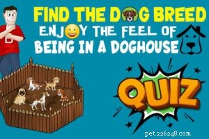 Aussiedoodle: Comprehensive Breed Guide, Traits & Care