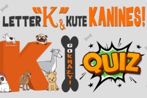 Aussiedoodle: Comprehensive Breed Guide, Traits & Care