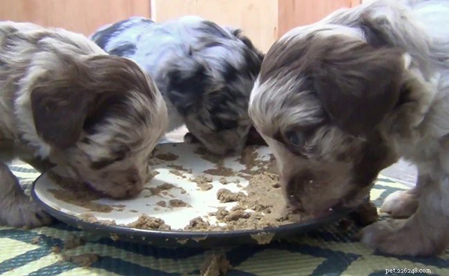 Aussiedoodle: Comprehensive Breed Guide, Traits & Care