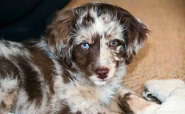 Aussiedoodle: Comprehensive Breed Guide, Traits & Care